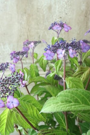 画像7: 山紫陽花 "日高新錦" 14cmポット