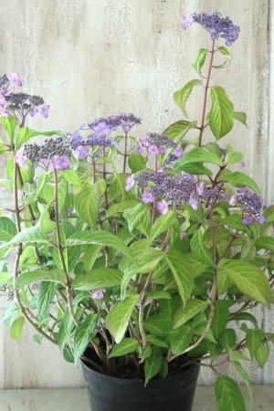 画像9: 山紫陽花 "日高新錦" 14cmポット