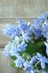 画像5: 山紫陽花 "剣の舞" 14cmポット