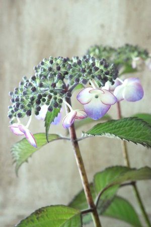 画像2: 山紫陽花 "虹紫" 14cmポット