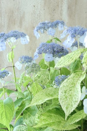 画像2: 山紫陽花 "エゾチリフ" 14cmポット