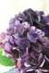 画像5: 秋色紫陽花 "ディープパープル" No.5