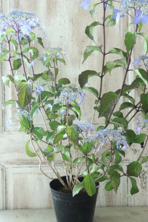 画像6: 山紫陽花 "しゅりけん" 14cmポット