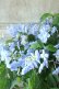 画像1: 山紫陽花 "剣の舞" 14cmポット (1)