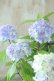 画像4: 山紫陽花 "無双の舞" 14cmポット
