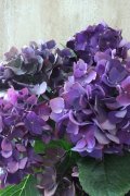 秋色紫陽花 "ディープパープル" No.11