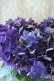 画像3: 秋色紫陽花 "ディープパープル" No.6