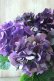 画像5: 秋色紫陽花 "ディープパープル" No.14