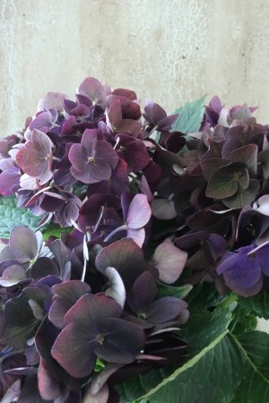 画像5: 秋色紫陽花 "ディープパープル" No.15