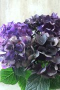 秋色紫陽花 "ディープパープル" No.14