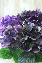 秋色紫陽花 "ディープパープル" No.14