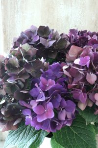 秋色紫陽花 "ディープパープル" No.12