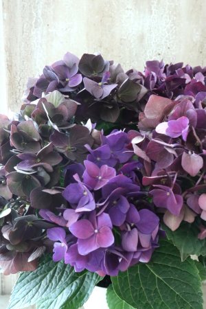 画像1: 秋色紫陽花 "ディープパープル" No.12