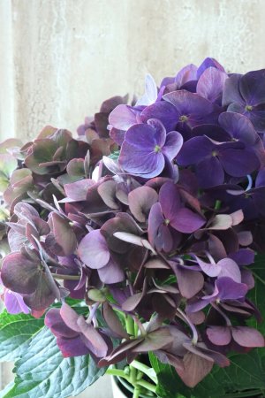 画像2: 秋色紫陽花 "ディープパープル" No.13