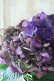 画像2: 秋色紫陽花 "ディープパープル" No.13 (2)
