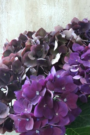 画像1: 秋色紫陽花 "ディープパープル" No.8