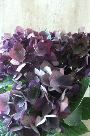 画像3: 秋色紫陽花 "ディープパープル" No.15