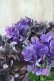 画像6: 秋色紫陽花 "ディープパープル" No.7