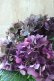 画像4: 秋色紫陽花 "ディープパープル" No.10