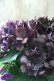 画像2: 秋色紫陽花 "ディープパープル" No.15 (2)