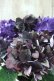画像2: 秋色紫陽花 "ディープパープル" No.7 (2)