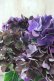 画像4: 秋色紫陽花 "ディープパープル" No.13