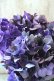 画像5: 秋色紫陽花 "ディープパープル" No.6