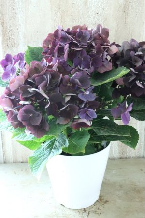 画像7: 秋色紫陽花 "ディープパープル" No.15