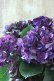 画像5: 秋色紫陽花 "ディープパープル" No.11