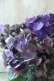 画像5: 秋色紫陽花 "ディープパープル" No.13