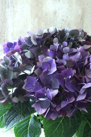 画像2: 秋色紫陽花 "ディープパープル" No.9