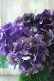 画像4: 秋色紫陽花 "ディープパープル" No.14