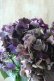 画像5: 秋色紫陽花 "ディープパープル" No.12