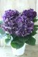 画像6: 秋色紫陽花 "ディープパープル" No.11