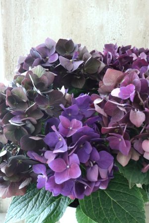 画像2: 秋色紫陽花 "ディープパープル" No.12