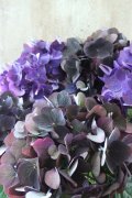 秋色紫陽花 "ディープパープル" No.7
