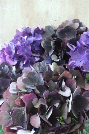 画像1: 秋色紫陽花 "ディープパープル" No.7