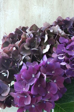 画像2: 秋色紫陽花 "ディープパープル" No.8
