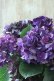 画像4: 秋色紫陽花 "ディープパープル" No.11