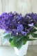 画像6: 秋色紫陽花 "ディープパープル" No.6