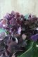 画像6: 秋色紫陽花 "ディープパープル" No.15