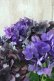 画像5: 秋色紫陽花 "ディープパープル" No.7