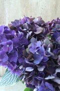 秋色紫陽花 "ディープパープル" No.6