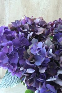 秋色紫陽花 "ディープパープル" No.6