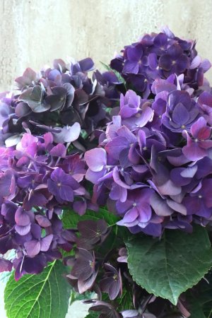 画像2: 秋色紫陽花 "ディープパープル" No.11