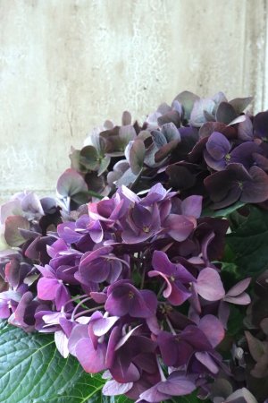 画像1: 秋色紫陽花 "ディープパープル" No.10