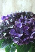 秋色紫陽花 "ディープパープル" No.9