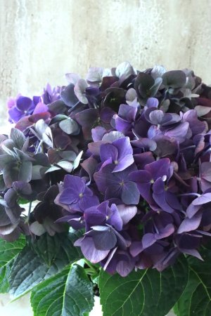 画像1: 秋色紫陽花 "ディープパープル" No.9