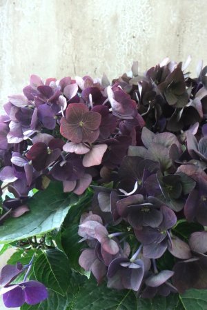 画像1: 秋色紫陽花 "ディープパープル" No.15