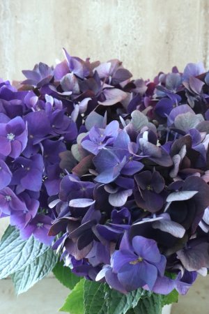 画像2: 秋色紫陽花 "ディープパープル" No.6